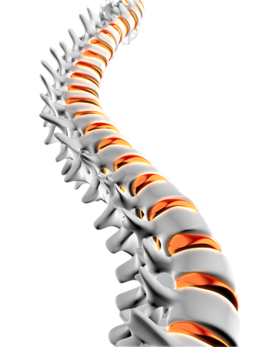 Columna vertebral (Columna)